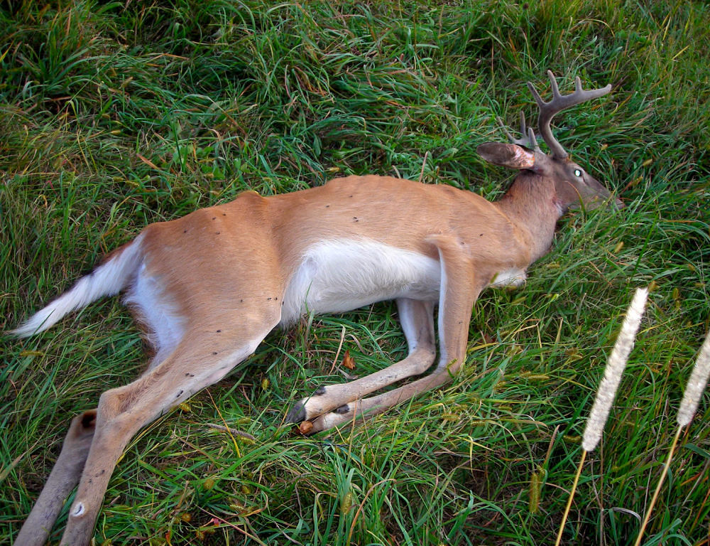 chronic wasting disease buck